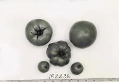 Click for 1 image(s) for this accession. FRUIT